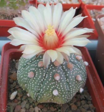 astrophytum ooibo