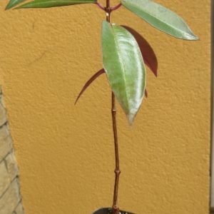 petopentia natalensis