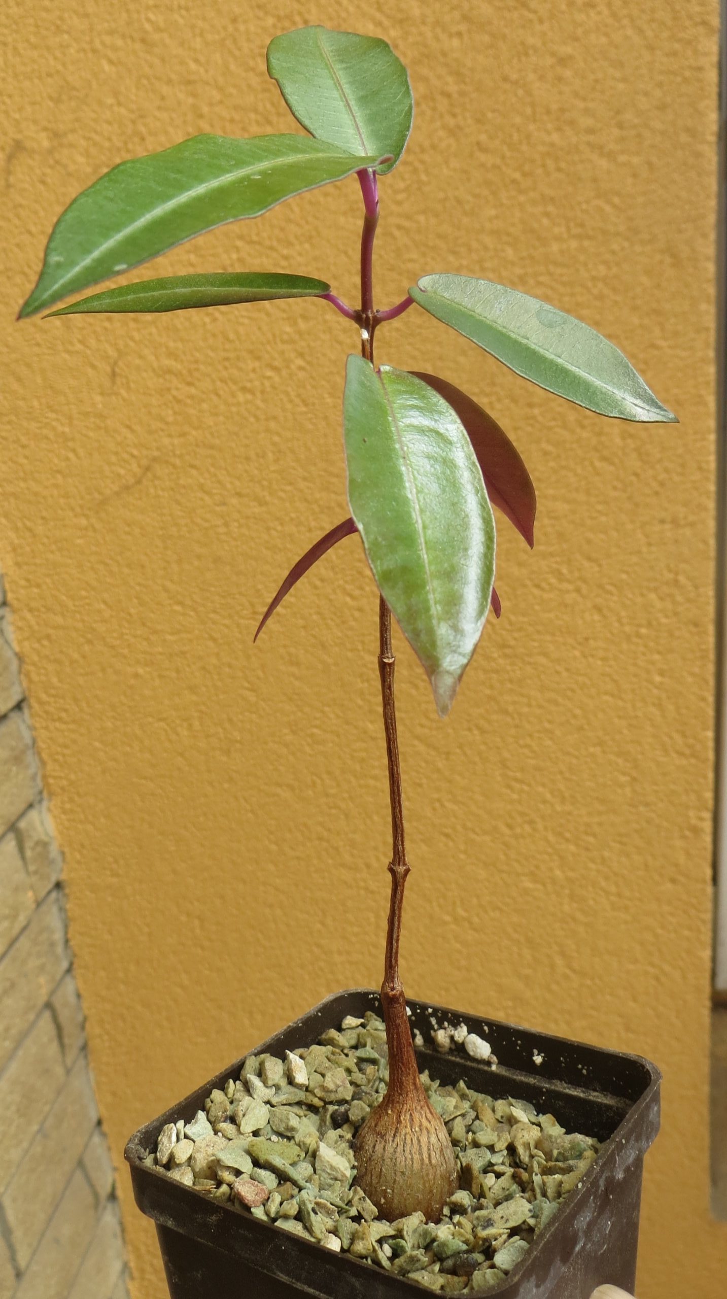petopentia natalensis