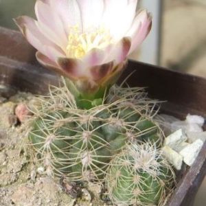 gymnocalycium bruchii lateldense LB 1095 Piltz