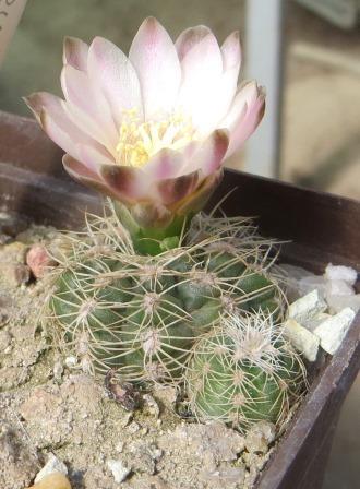 gymnocalycium bruchii lateldense LB 1095 Piltz
