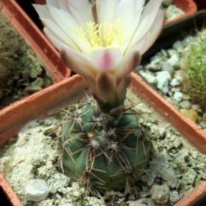 Gymnocalycium papschii VG 295