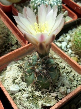 Gymnocalycium papschii VG 295
