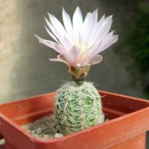 gymnocalycium bruchii