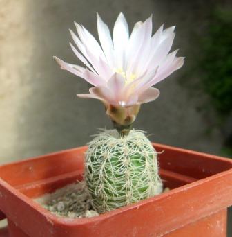 gymnocalycium bruchii