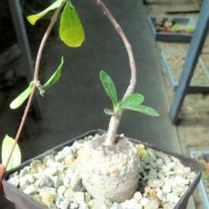 fockea edulis