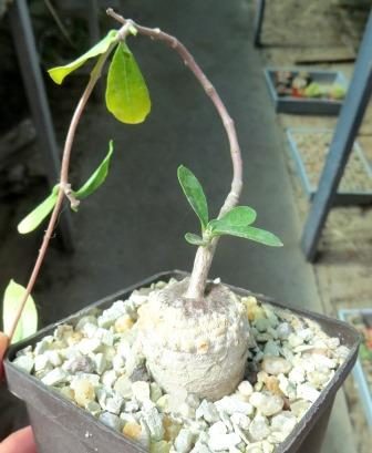 fockea edulis