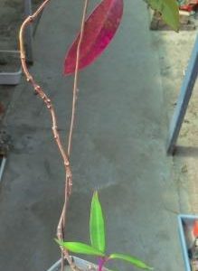 petopentia natalensis