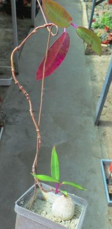 petopentia natalensis