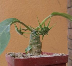 dorstenia foetida aff