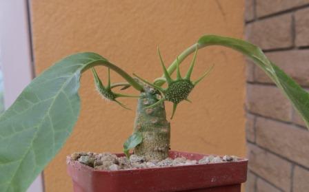 dorstenia foetida aff