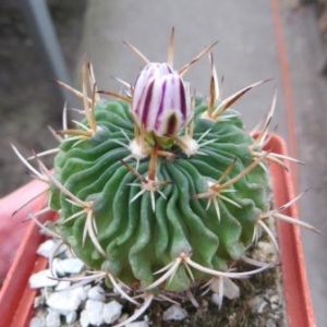 stenocactus kellerianus