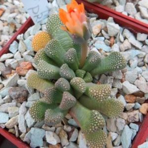 titanopsis primosii