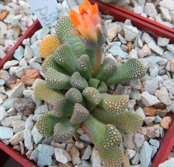 titanopsis primosii