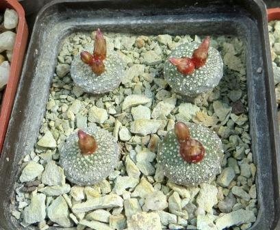 blossfeldia liliputana own root