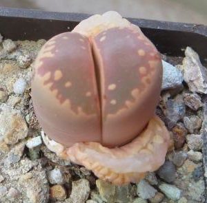 lithops otzeniana cesky granat x lithops otzenian