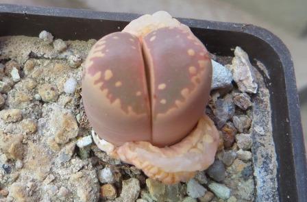 lithops otzeniana cesky granat x lithops otzenian