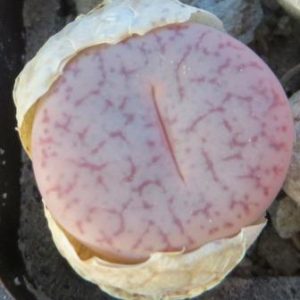 lithops pseudotruncatella