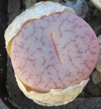 lithops pseudotruncatella