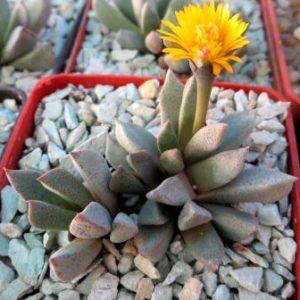 aloinopsis orpenii