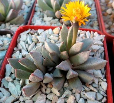 aloinopsis orpenii