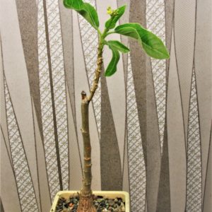 Jatropha-variifolia-RM-194.-1