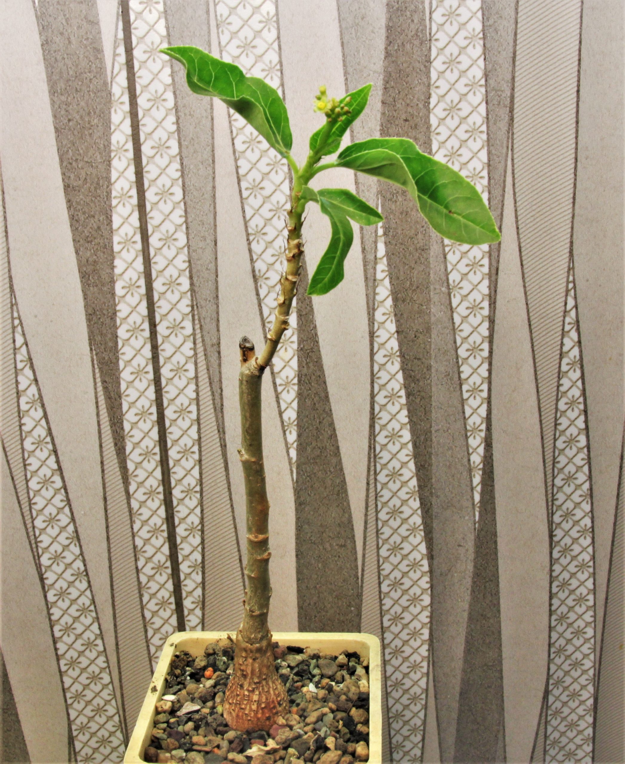 Jatropha-variifolia-RM-194.-1