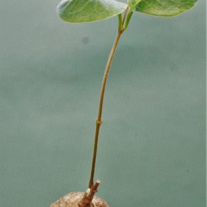 Raphionacme-globosa-saimon-flower-nontwinning-1