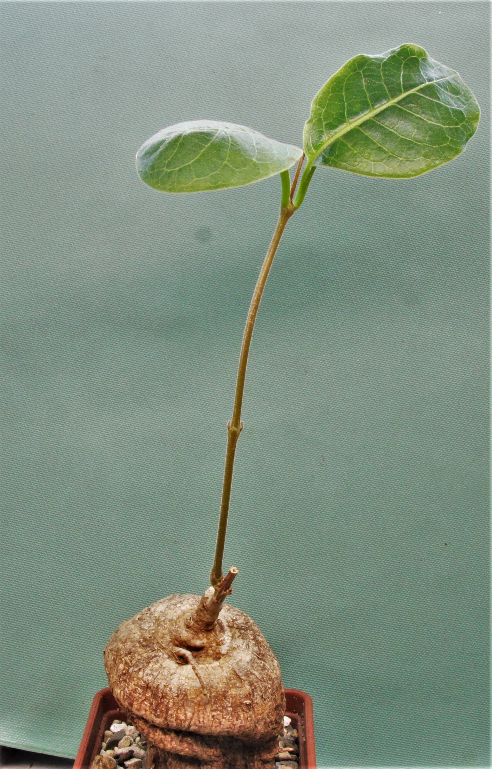 Raphionacme-globosa-saimon-flower-nontwinning-1