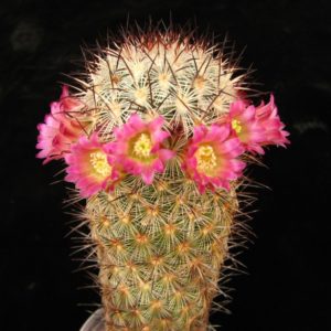 Mammillaria microhelia Santa Maria