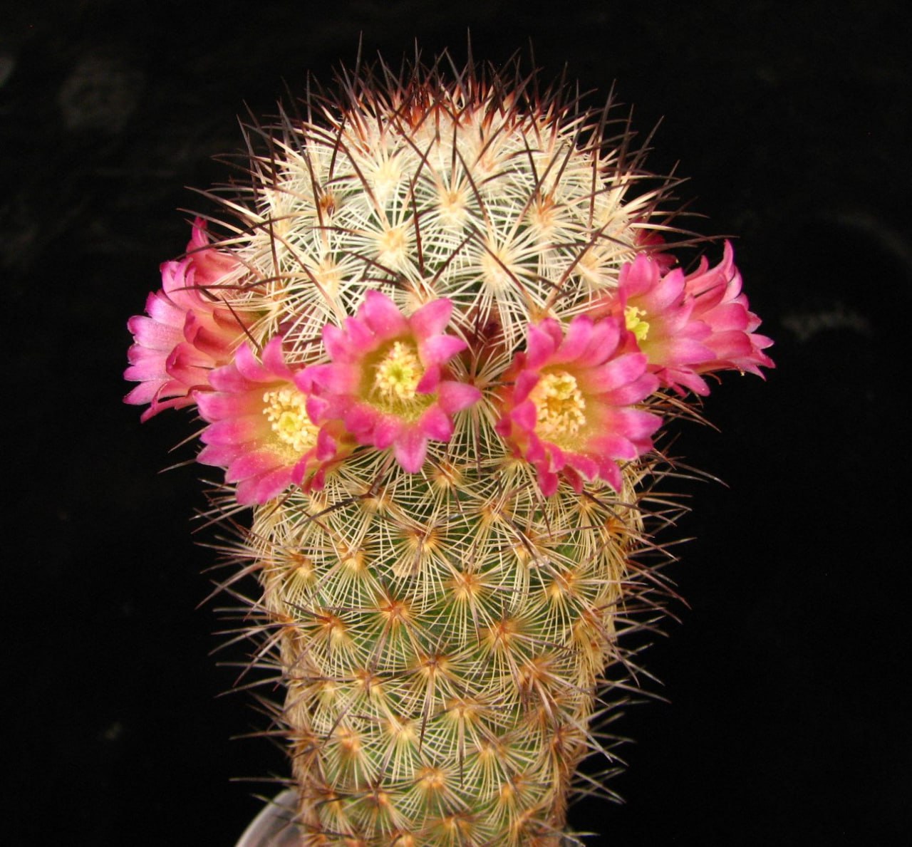 Mammillaria microhelia Santa Maria