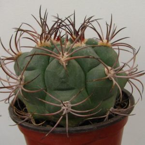 Gymnocalycium saglione