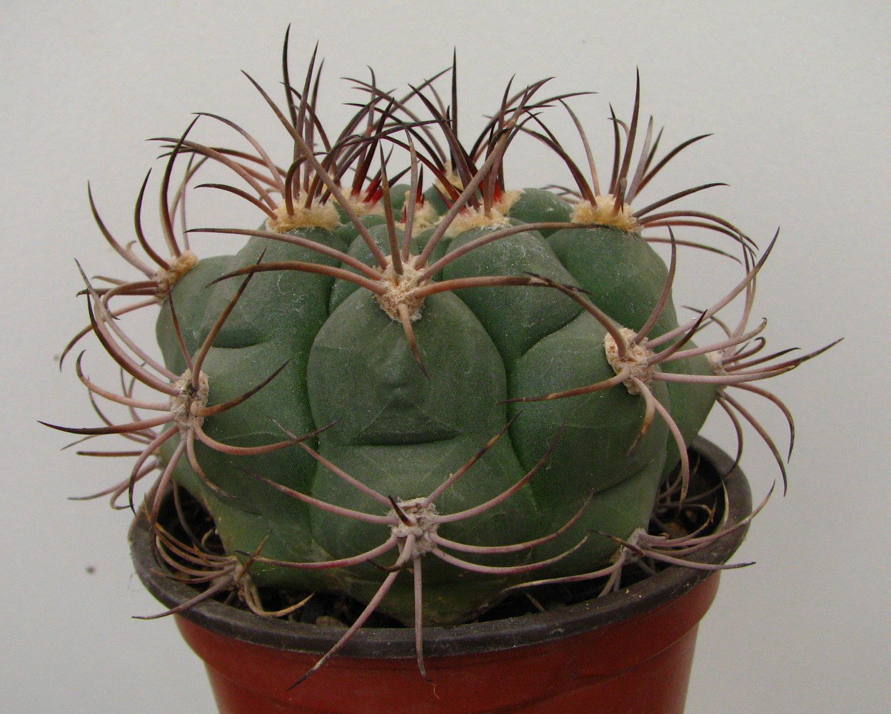 Gymnocalycium saglione