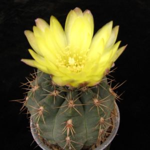 Gymnocalycium andreae  grandiflorum