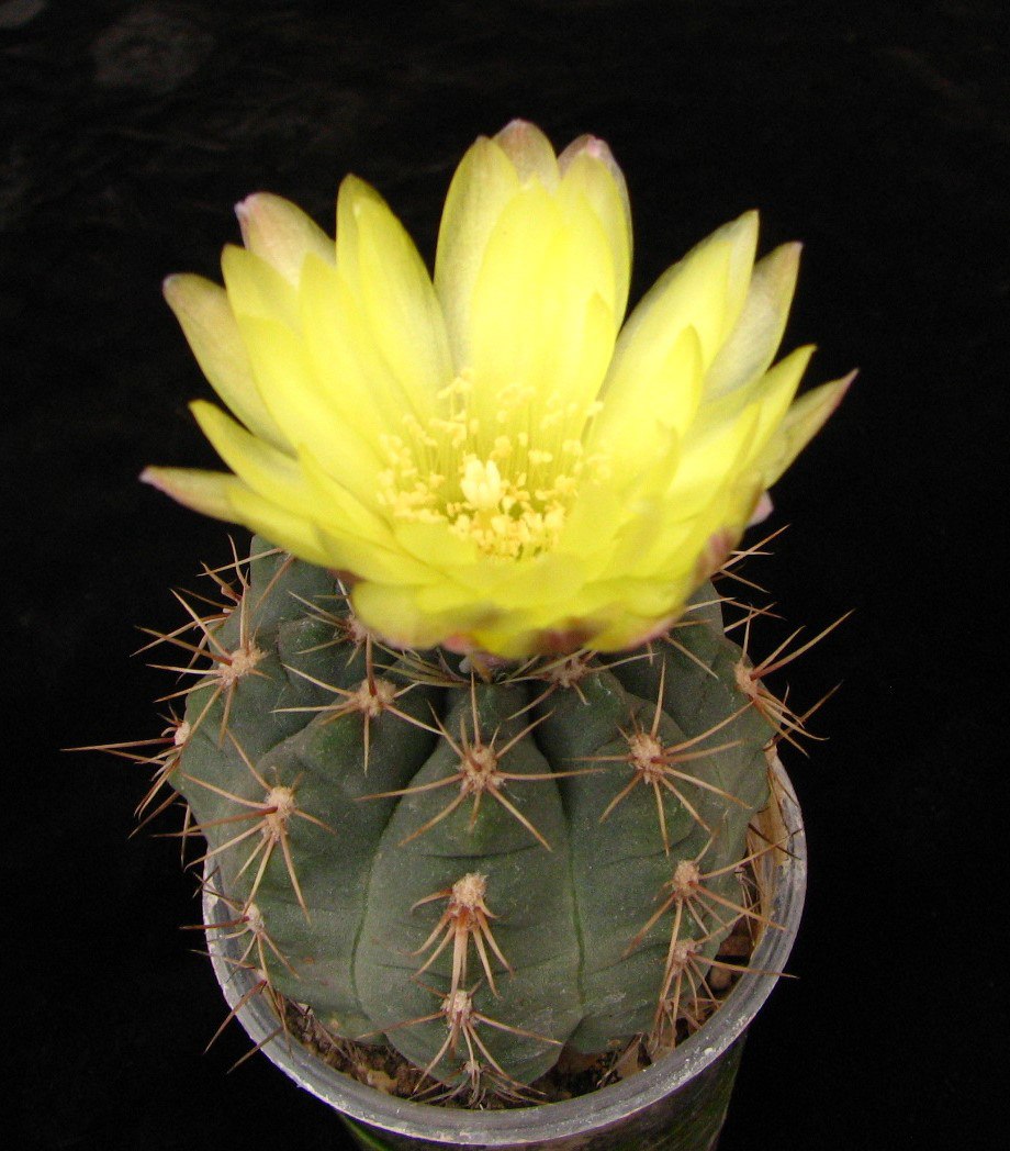 Gymnocalycium andreae  grandiflorum