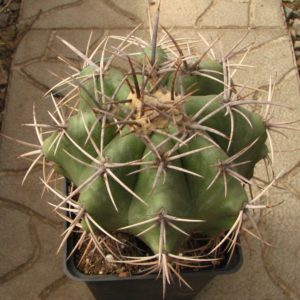 Echinocactus platyacanthus
