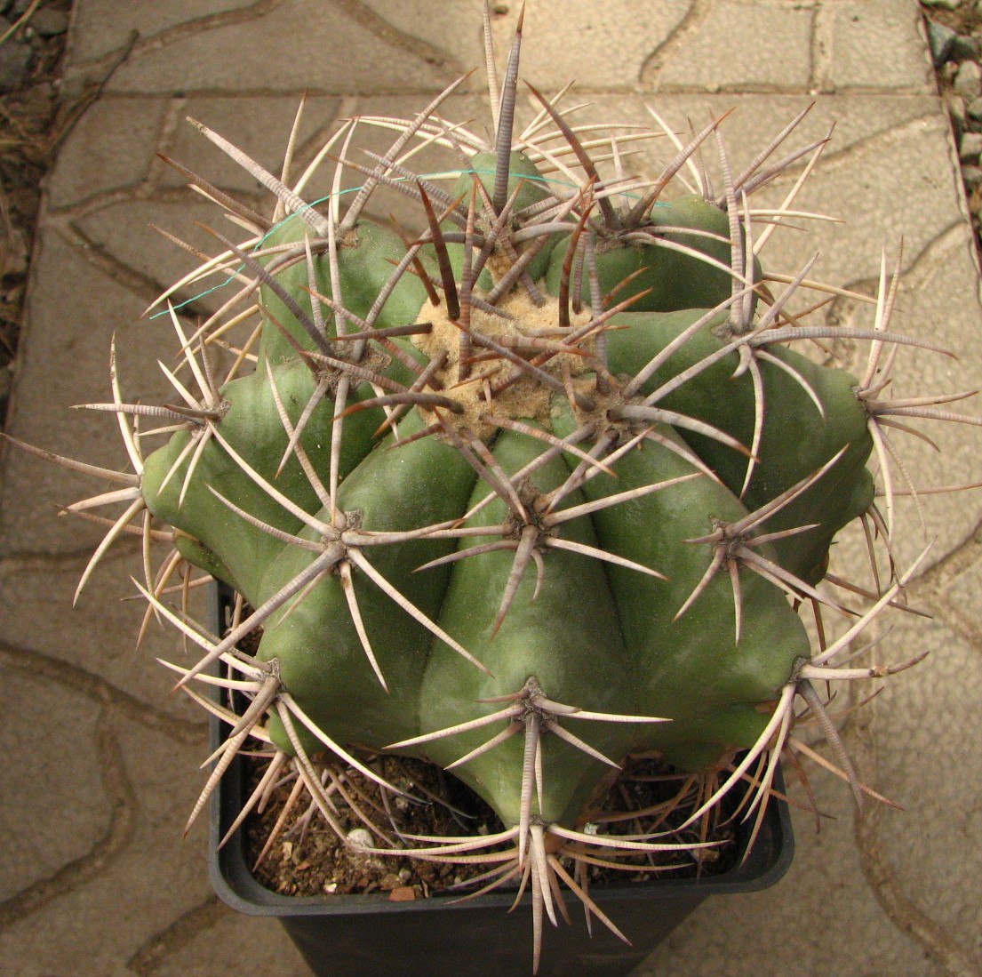 Echinocactus platyacanthus