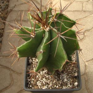Astrophytum ornatum virens