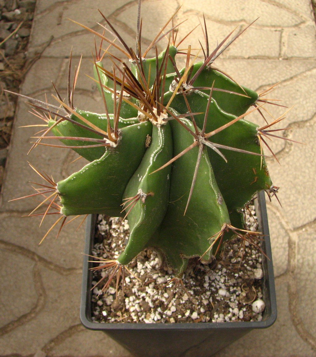 Astrophytum ornatum virens