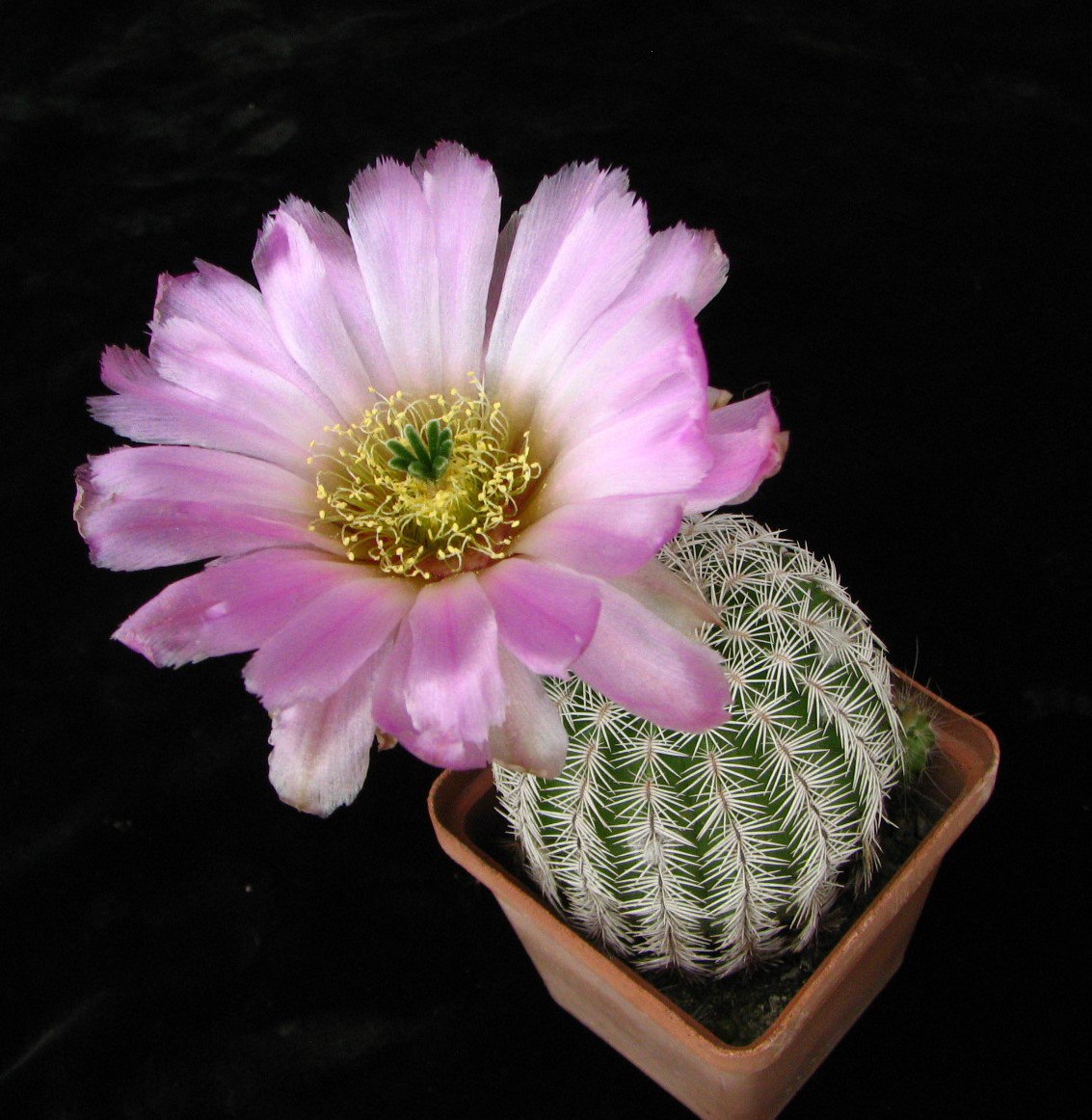 Echinocereus rigidissimus SB941