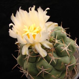 Thelocactus labouretianus