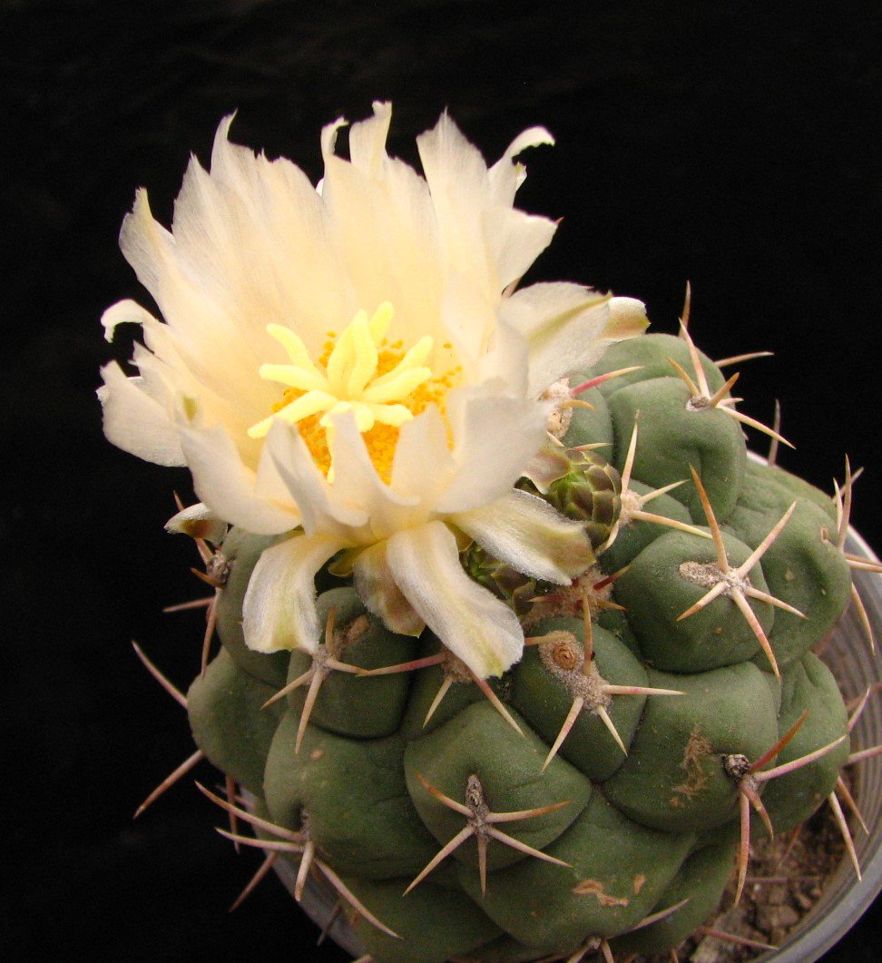 Thelocactus labouretianus