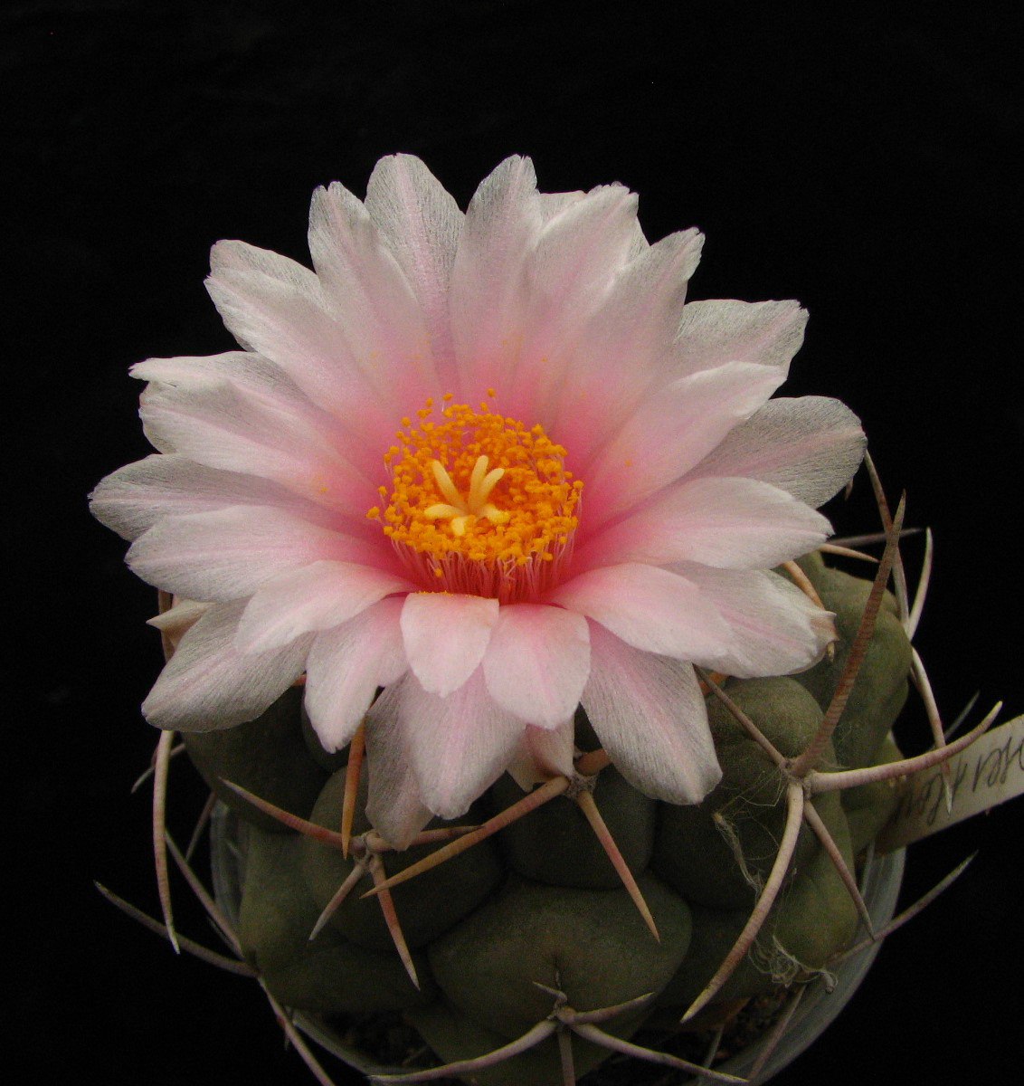 Thelocactus hexaedrophorus roseiflorus