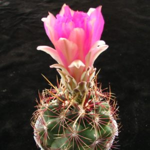 Thelocactus bicolor  schottii