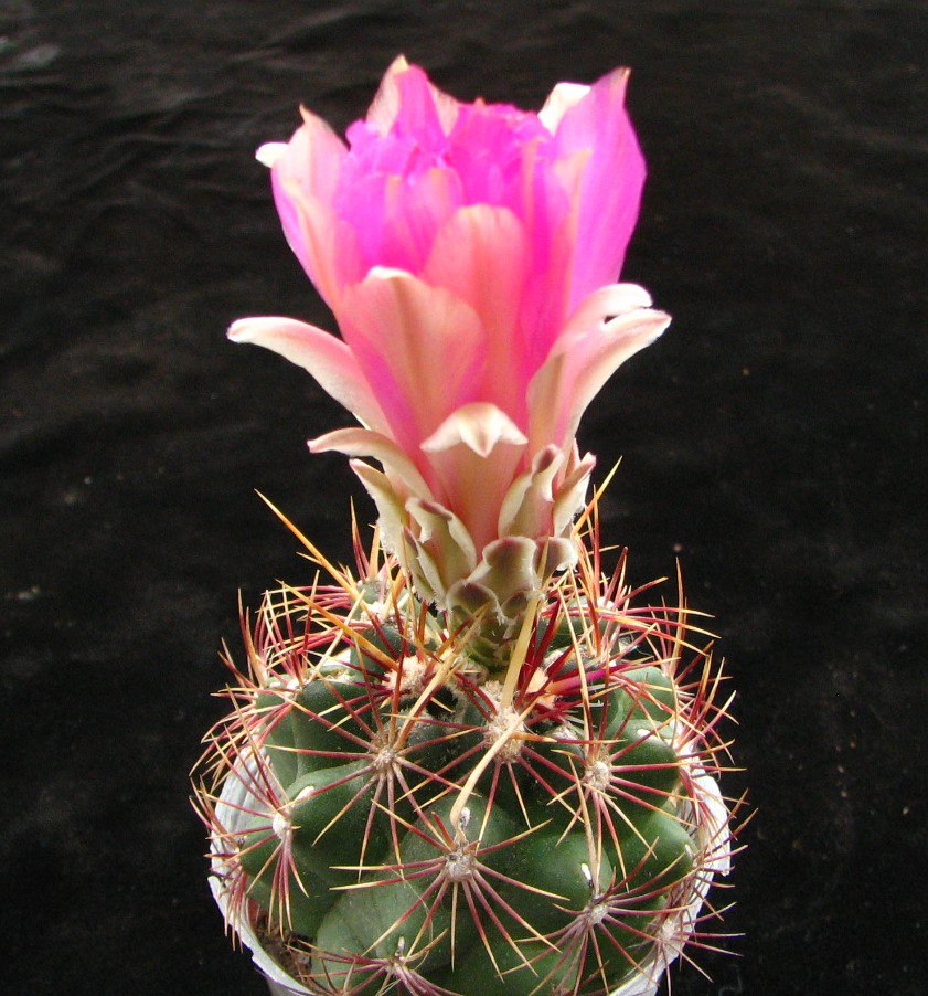 Thelocactus bicolor  schottii