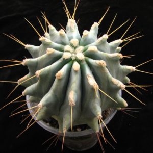 Ferocactus  glaucescens inermis