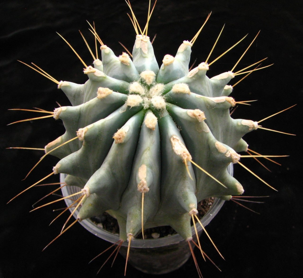 Ferocactus  glaucescens inermis