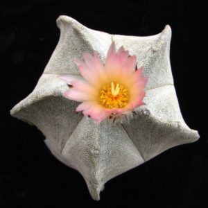Astrophytum myriostigma v. columnare