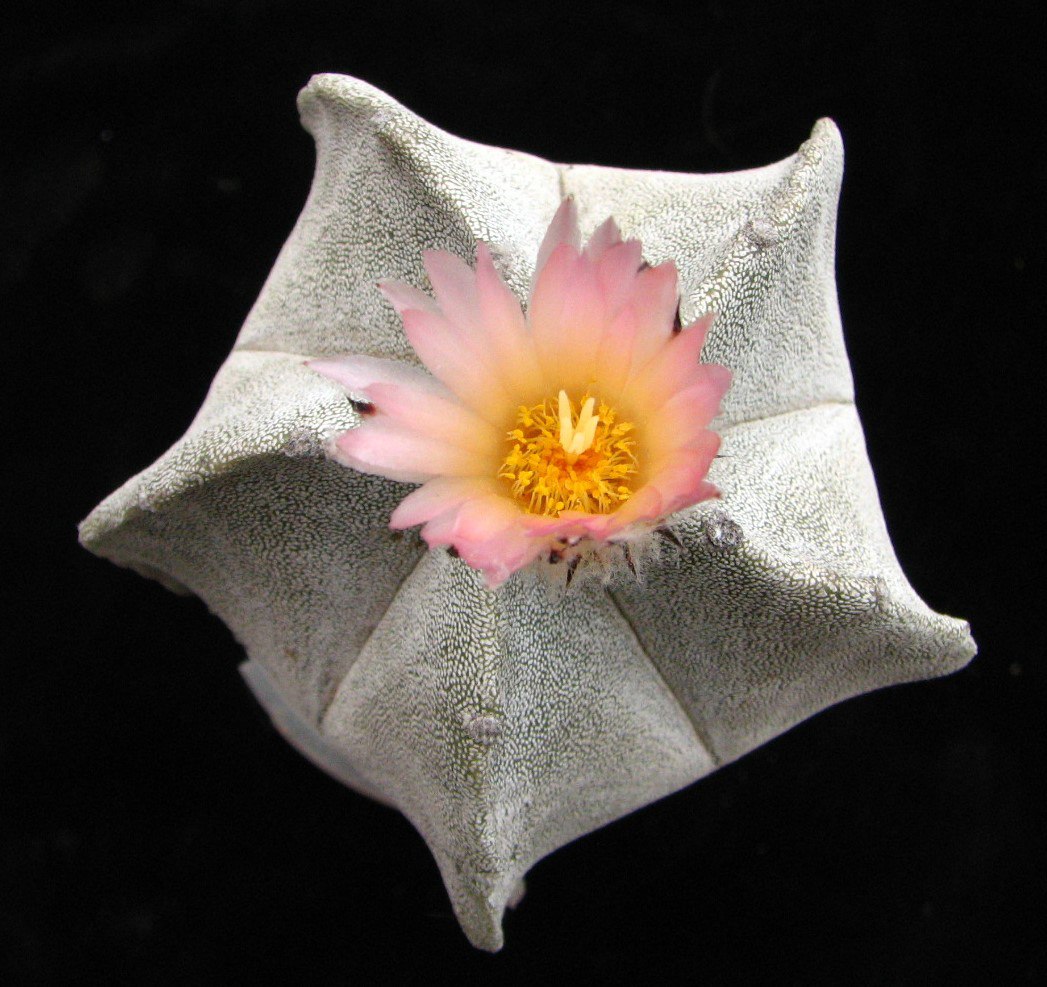 Astrophytum myriostigma v. columnare