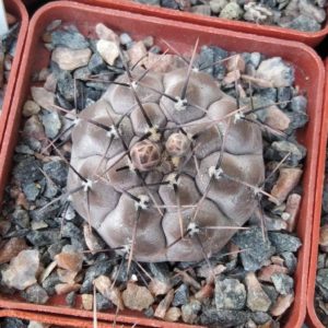 Gymnocalycium  striglianum - cube-7cm-